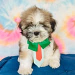 Teddy - @teddy_shihtzuniteroi - Instagram