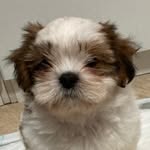 teddy - @teddy_shihtzuuu - Instagram