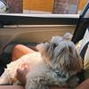 ⋆teddy⋆ - @teddyshihtzu - TikTok