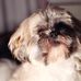 Teddy the Shih Tzu - Facebook