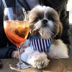 Teddy the Shih Tzu 🐾 - @teddy_shih_tzu_ - Instagram