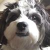 Teddy the shihpoo - @teddy_shihpoo - TikTok