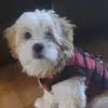 TeddyShihpooBear - @teddyshihpoobear - TikTok