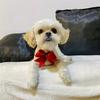 TeddyShihtz - @teddyshihtz - TikTok