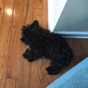 teddytheshihpoo - @teddytheshihpoo - TikTok