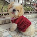 Teddyyy 🐾 - @teddy_shih_tzuuu - Instagram