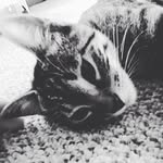 Teddy Shipley - @shipleyteddy - Instagram