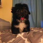 Teddy and Blue Simpson - @teddyandbluethefluffballs - Instagram