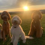 Teddy, Pumpkin & Rufus Simpson - @simpson_standard_poodles - Instagram