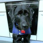 Teddy Simpson - @teddy.bearpaws - Instagram