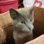 Teddy Simpson - @teddy.is.a.cat - Instagram