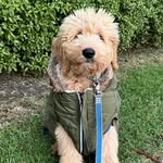 Teddy Sinclair - @teddysinclair_groodle - Instagram