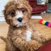 Teddy Singh - @teddy_the_red_cavapoo - TikTok