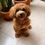 Teddy - @teddy_singh_ - Instagram