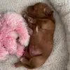 Singleton teddy - @singleton..teddy1 - TikTok