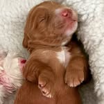 Teddy - @teddy_thesingletonpup - Instagram