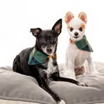 Teddy & Slater - @teddyandslater - Instagram