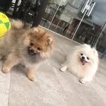 Snow & Teddy - @snow.teddy_ - Instagram