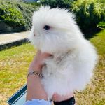 🐰Snow - @_teddy_snow_ - Instagram