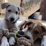 Teddy & Snow - @teddy.and.snow - Instagram
