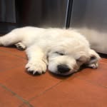 Teddy 🧸 - @teddy.the.snow.bear - Instagram