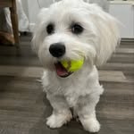 Teddy Snow - @teddy.pawtotosh - Instagram