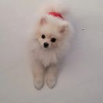 Teddy Snow - @teddy_snow_the_pomeranian - Instagram
