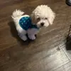 Teddy snow - @teddy.snow25 - TikTok