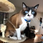 Teddy - @teddy.snowshoe - Instagram