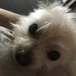 Spencer - @spencer_teddy_puppy - Instagram
