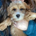 Teddy Beary McLaren Spence - @teddytheterror__ - Instagram