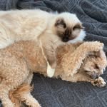 Teddy Spence 🐶 & Gerry Spence 🐈‍⬛ - @tedngerrynz - Instagram