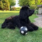 Teddy Spencer - @teddy_spencer_cockapoo - Instagram