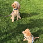 Isabella+Phoebe - @_stanley_teddy_ - Instagram