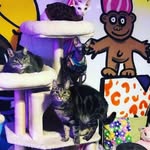 Maverick, Ernie, Teddy, Stanley and Coconut - @thecatcafecats - Instagram