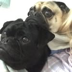 Teddy And Stanley - @teddyandstanley - Instagram