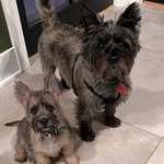 Teddy Pickles and Stanley - @pickles_and_stanley - Instagram