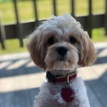 Theodore ‘Teddy’ Stanley - @teddythecavapoo22 - Instagram