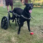 Teddy Stark - @teddybearinthechair - Instagram