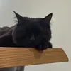 teddystares - @teddystarespov - TikTok