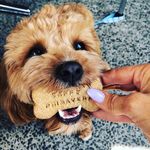 🐾Teddy🐾 - @teddy_steele - Instagram