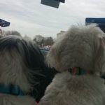 Teddy And George Steen - @steen_puppies - Instagram