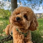 Teddy  🧸 Toy_poodle - @teddy_steinhagen_ - Instagram