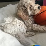 Teddy Stein - @teddyminigoldendoodle17 - Instagram
