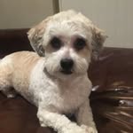 Teddy - @teddy_stein - Instagram