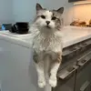 Teddy2Strong - @teddy2strong - TikTok