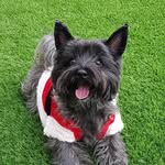 Teddy García Suárez - @teddy_yorkie_westie - Instagram