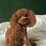 Teddy Suarez - @teddyboytales - Instagram