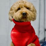 Teddy Suarez-Gacutan🐶 - @teddygoesbark - Instagram