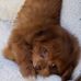 Teddy Bear Harris-Sullivan - Facebook